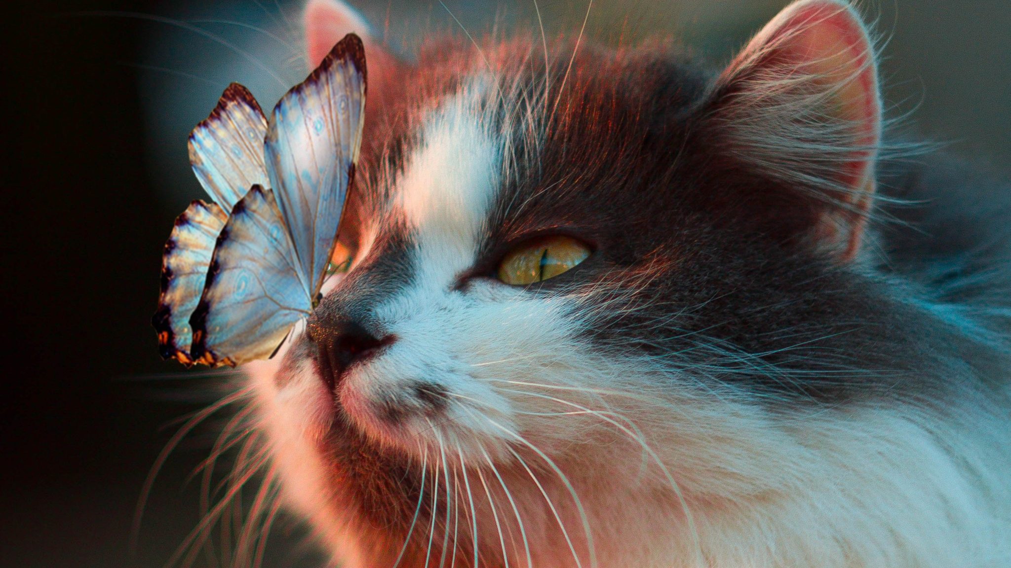 Butterfly And Cute Cat HD Wallpaper - freewallapers4u