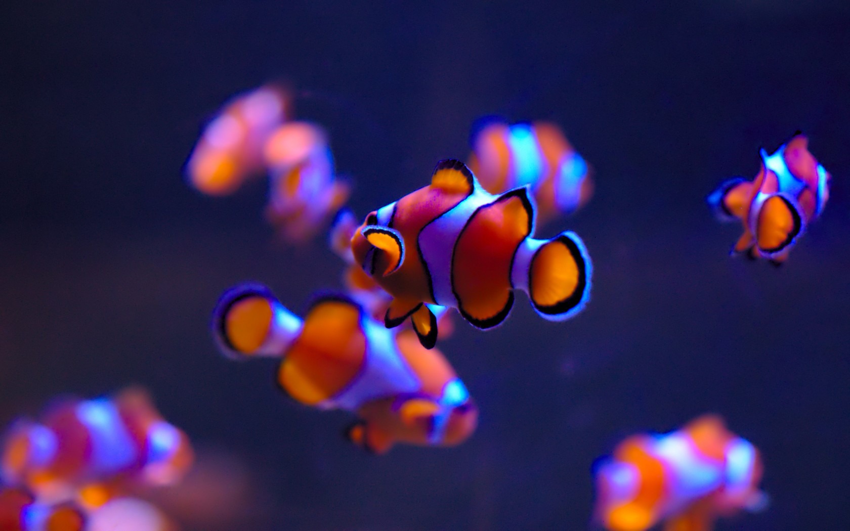 Clown Fishes HD Wallpaper