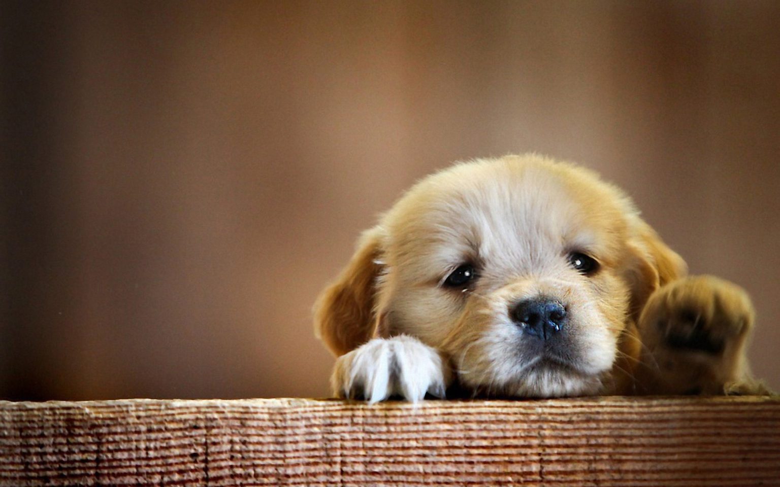 Cute Dog HD Wallpaper - freewallapers4u