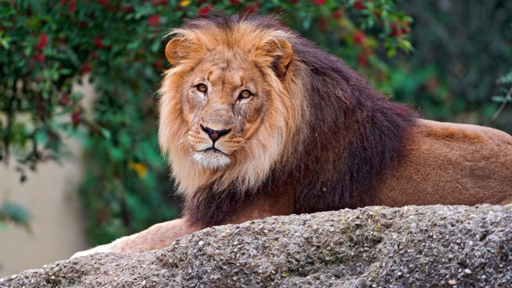 Download Male Lion HD wallpaper