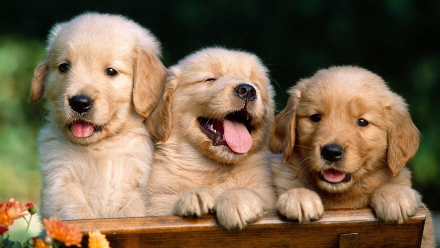 Dogs HD Wallpapers and picture