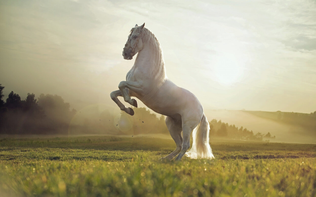 HD wallpaper Beautiful White Horse - www.freewallpapers4u.in/