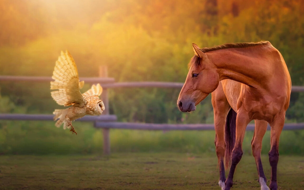 HD wallpaper brown horse and white owl