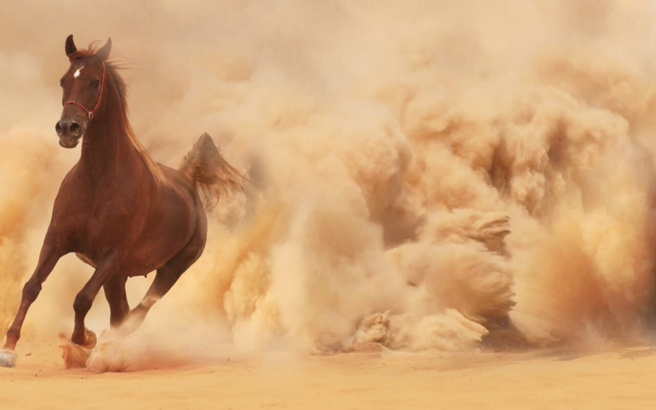 HD wallpaper brown horse running desert
