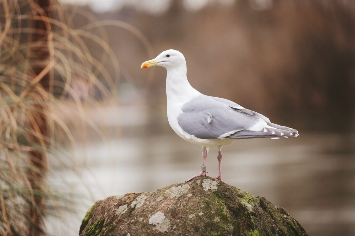 Seagull bird full hd wallpaper