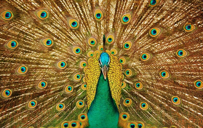 Free Peacock HD wallpaper