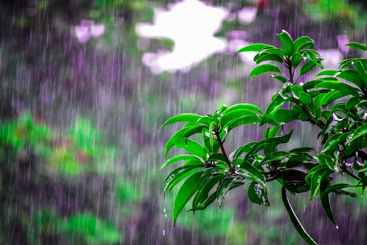 Rain Wallpaper 4k for Mobile