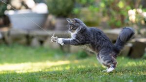 Animal Wallpapers 59 A Cute Cat Play In Garden Hd Wallpaper.