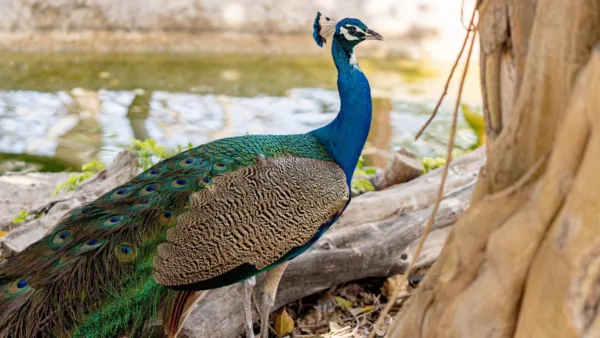 background colorful peacock wallpaper