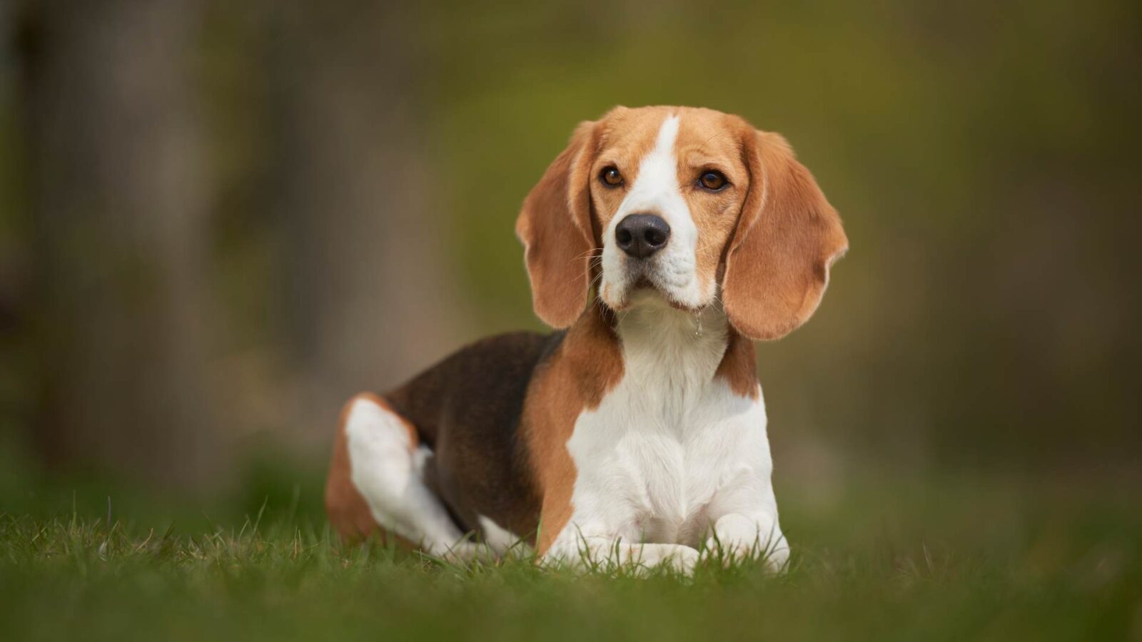 Beautiful Beagle Dog Wallpaper