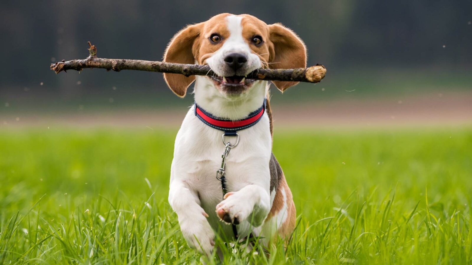 Beagle Dog play with tree branch HD Wallpaper