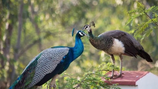 beautiful colorful peacock wallpaper