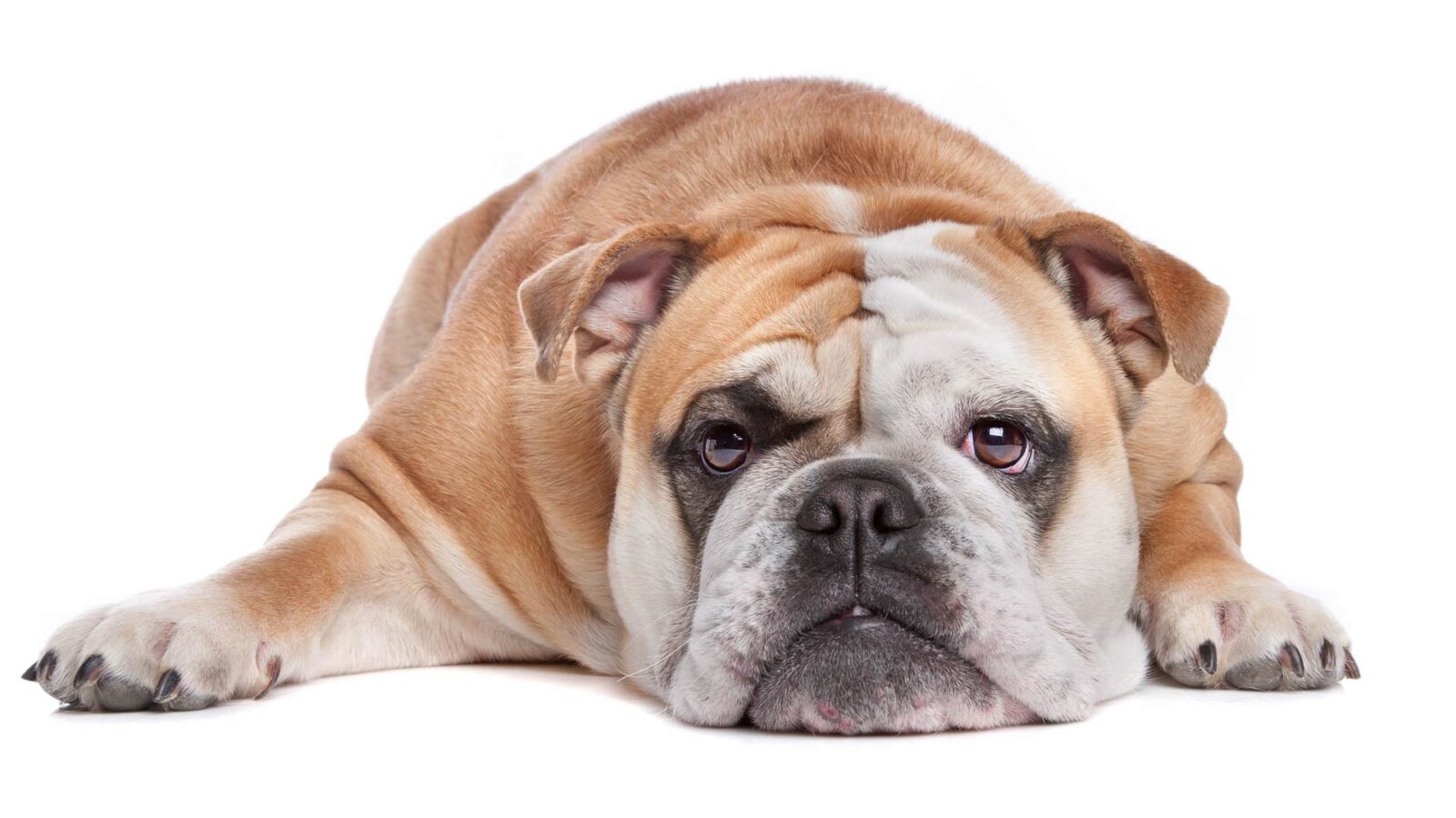 Bulldog Dog HD Wallpaper