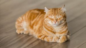 Animal Wallpapers 70 A Cute Cat Sleeping On The Floor Hd Wallpaper.