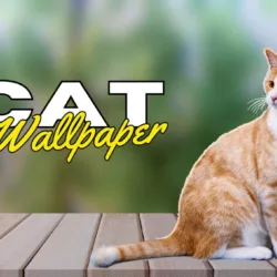 Cat page banner image