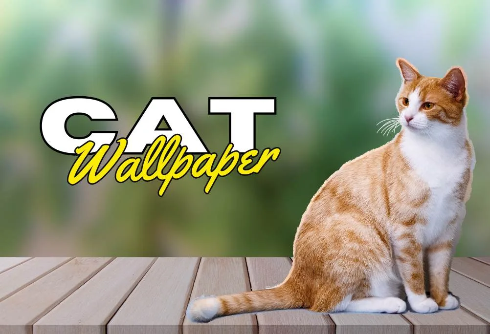 Cat page banner image