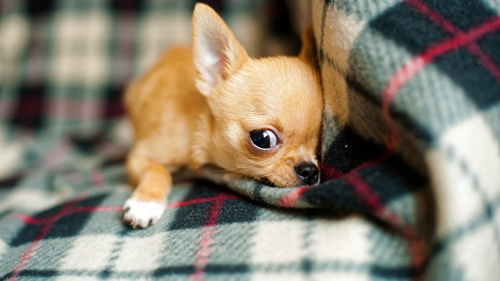 Chihuahua Dog HD Wallpaper