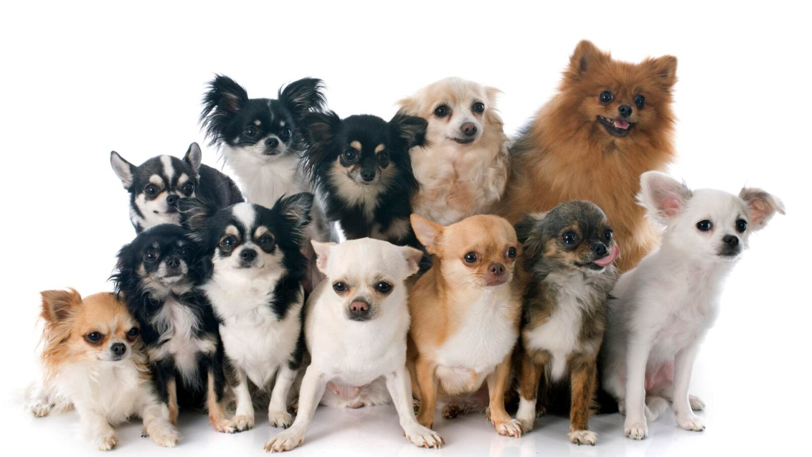 A group of Chihuahua Dogs Picture