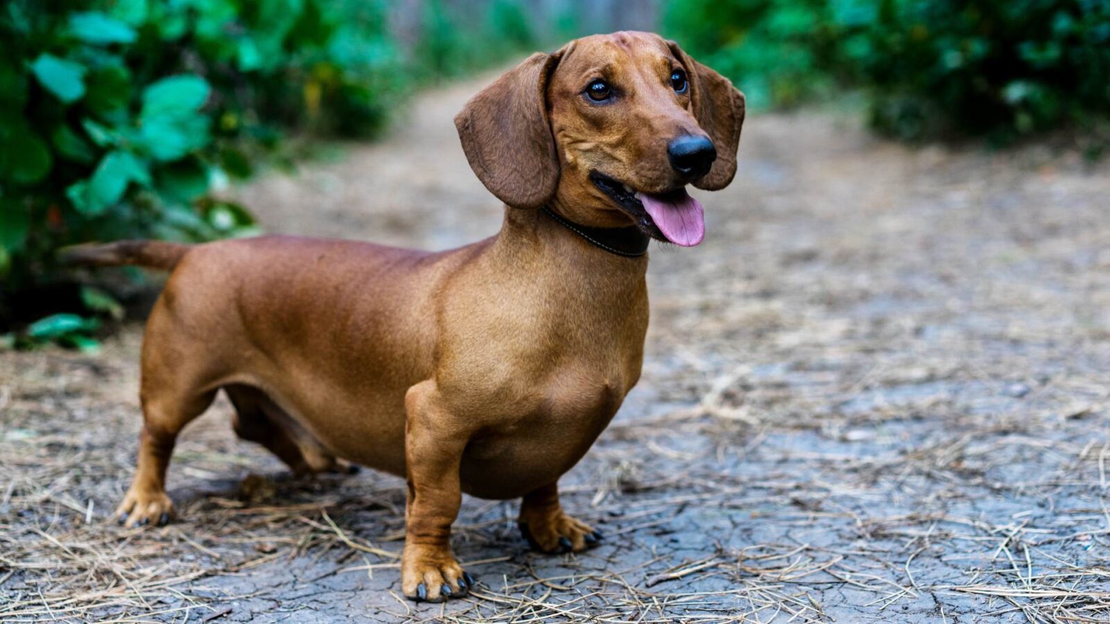 Dachshund high-resolution 4K Picture