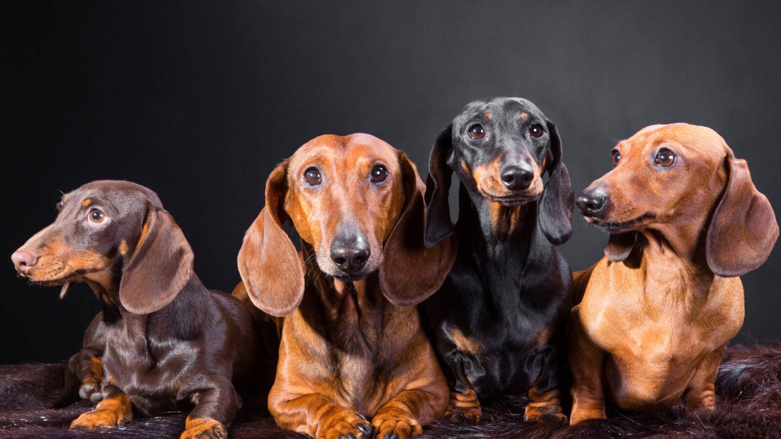 Cut Dachshund HD Wallpaper