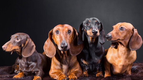 Animal Wallpapers 42 Cut Dachshund Hd Wallpaper