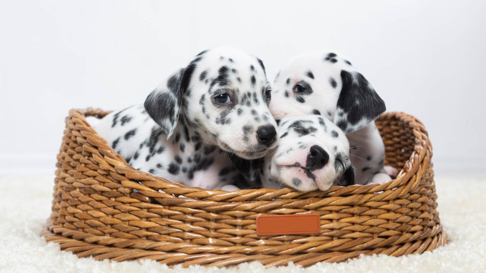 Dalmatians HD Wallpaper