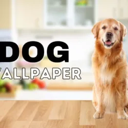 Dog banner image