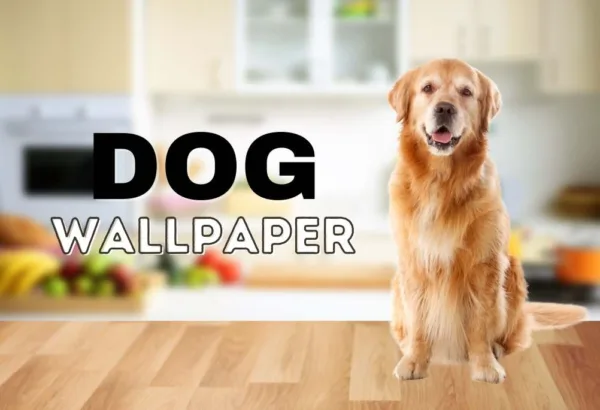 Dog banner image