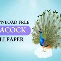 Peacock Banner image