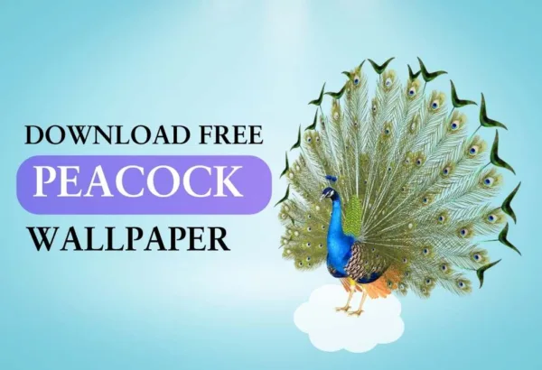 Peacock Banner image