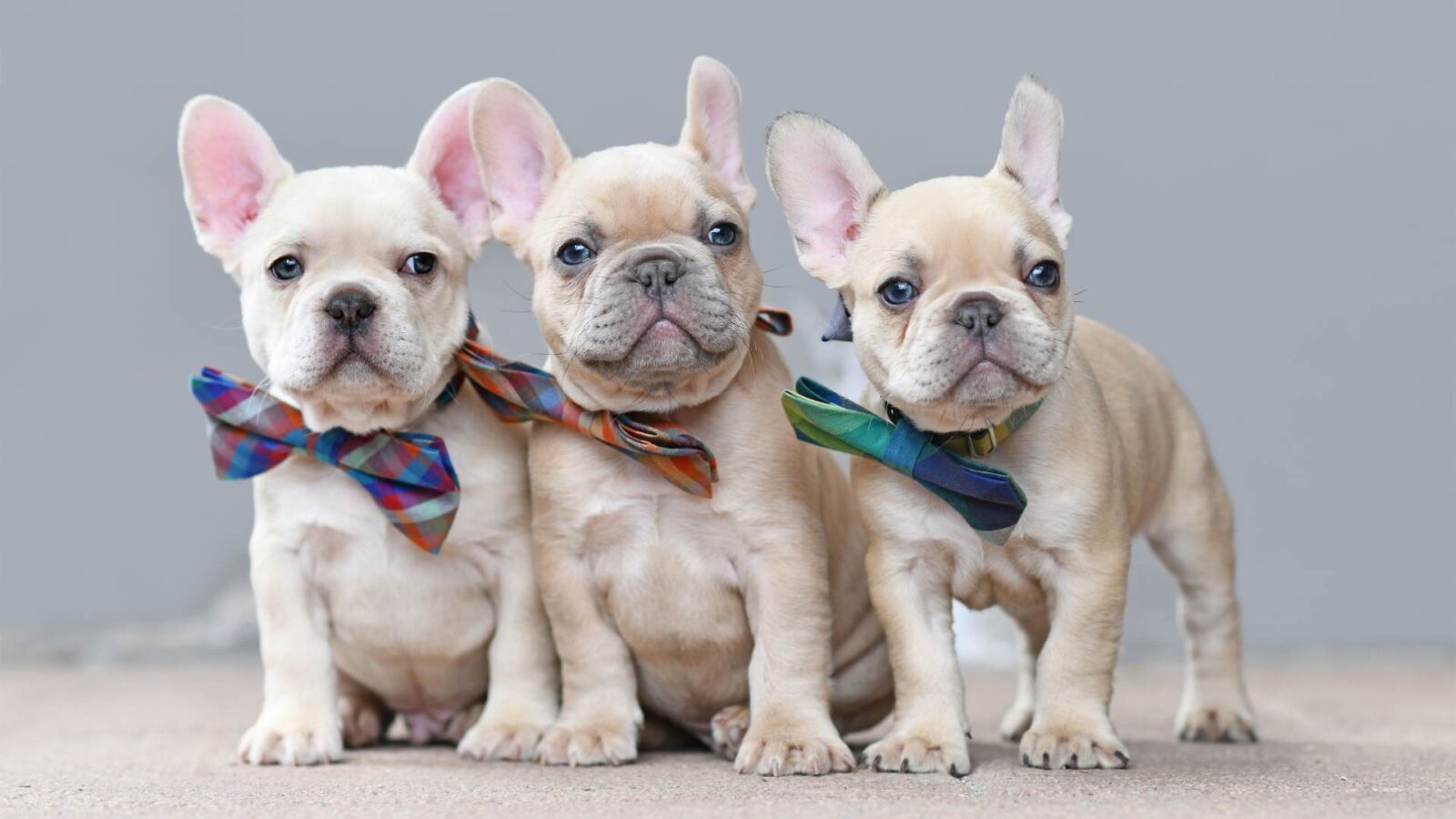 French Bulldog Dog HD Picture