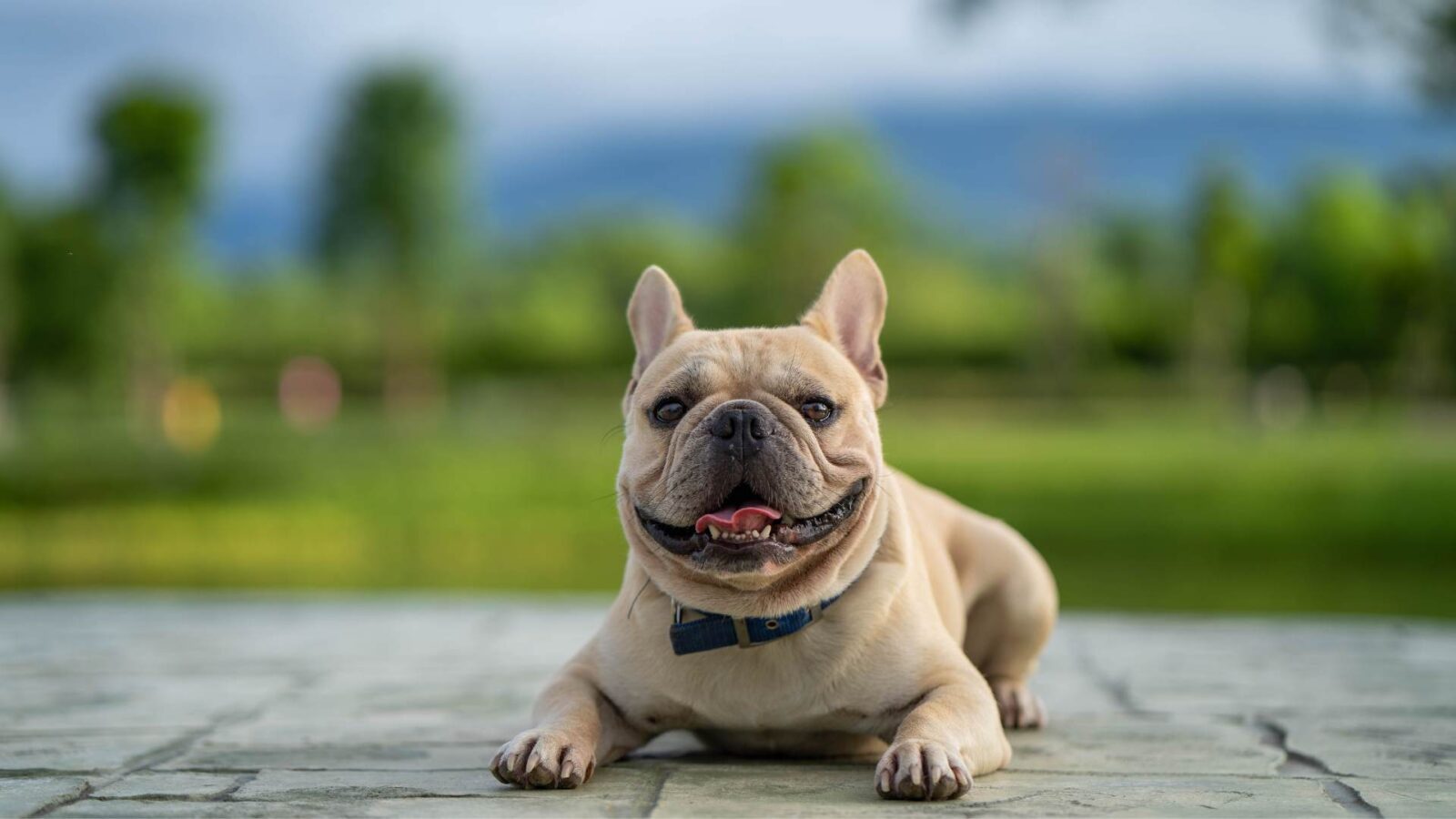 French Bulldog Dog HD Wallpaper