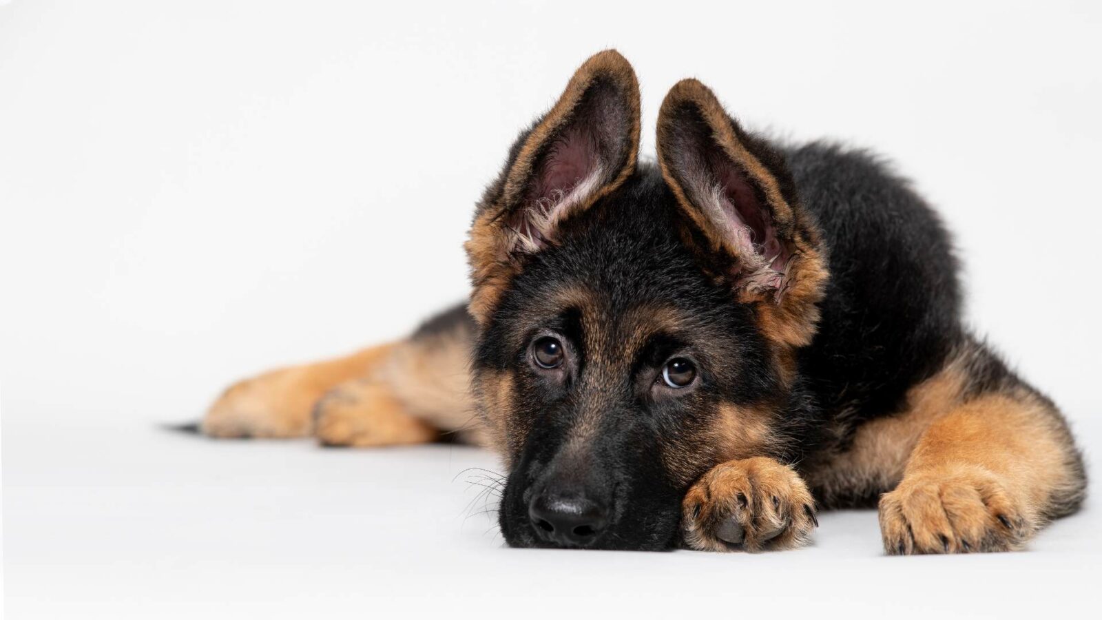 German Shepherd Dog HD Picture