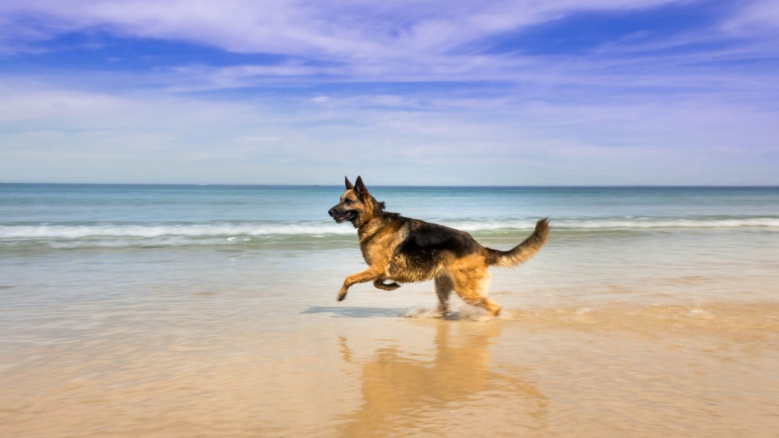 German Shepherd Dog running on the beach HD Wallpapers