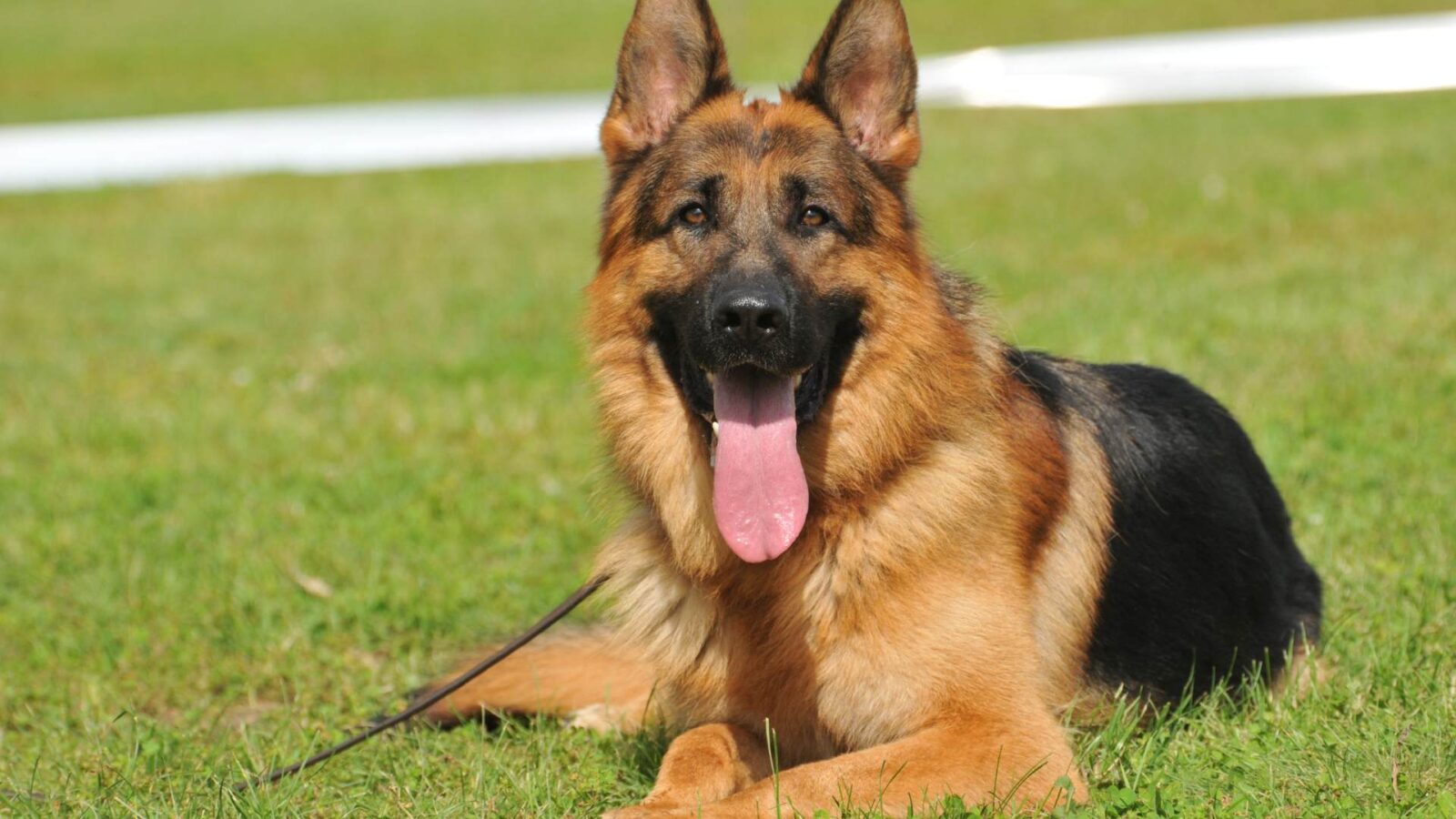 German Shepherd Dog HD Wallpapers