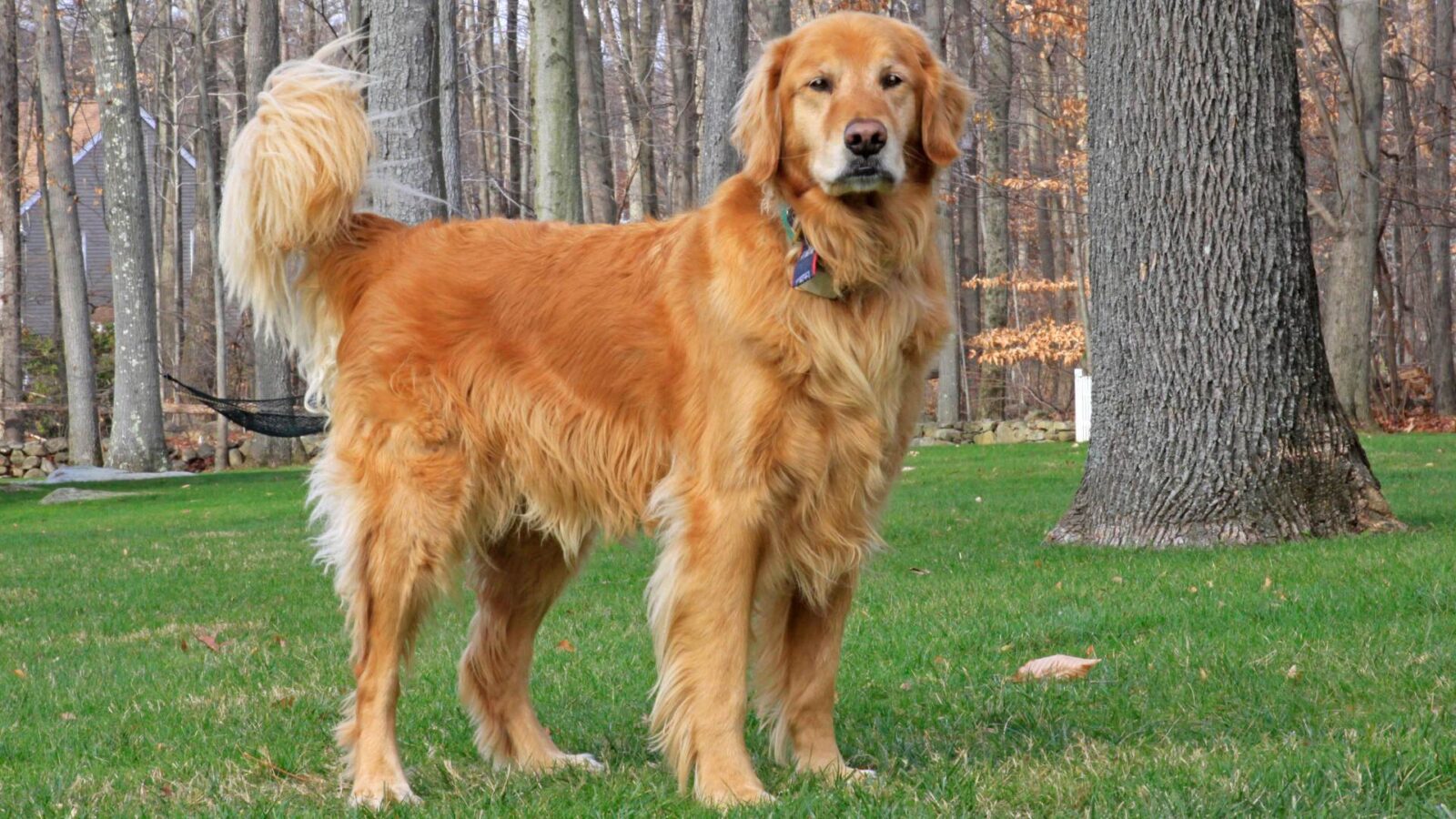 Golden Retriever Dog HD Picture