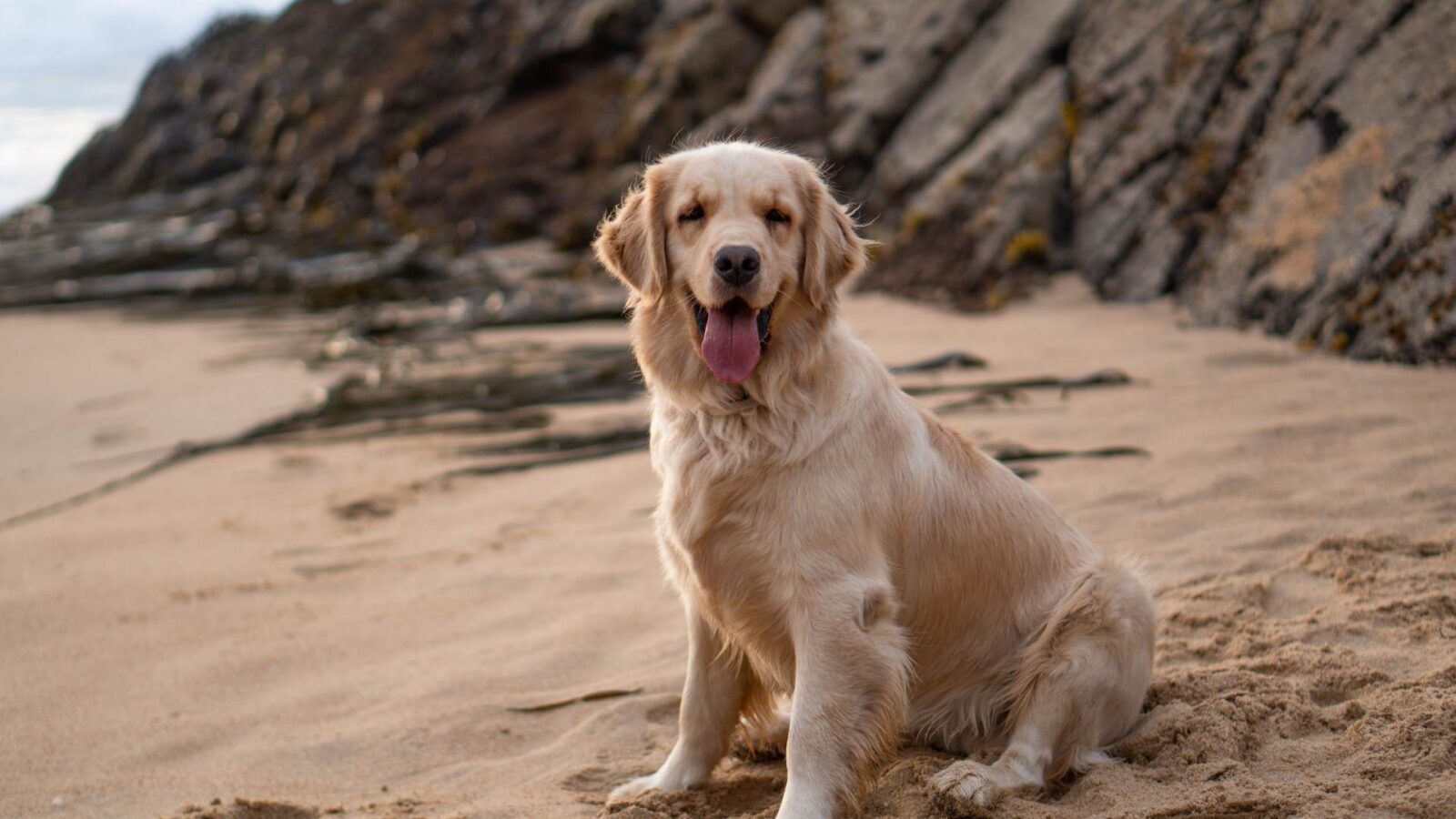 Golden Retriever Dog sitting on the beach HD Wallpaper