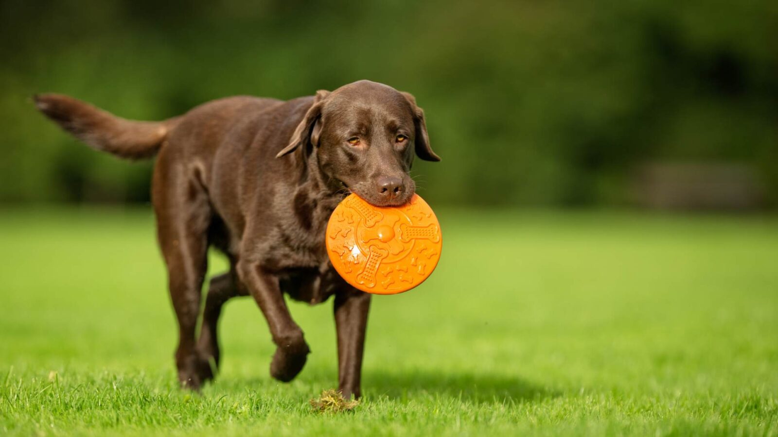 Labrador Retriever Dog Play with toy HD Picture