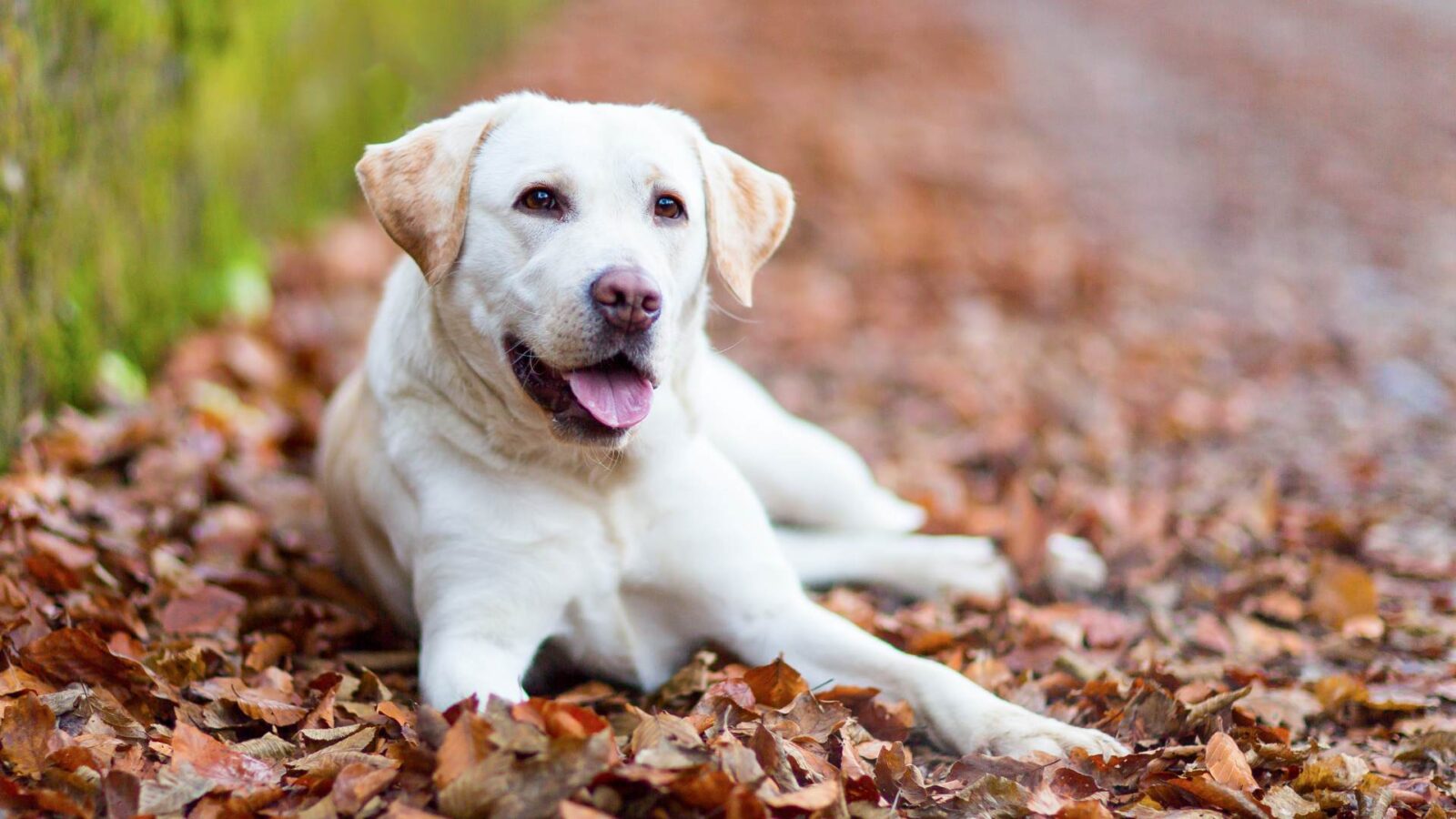 Labrador Retriever Dog HD Wallpaper