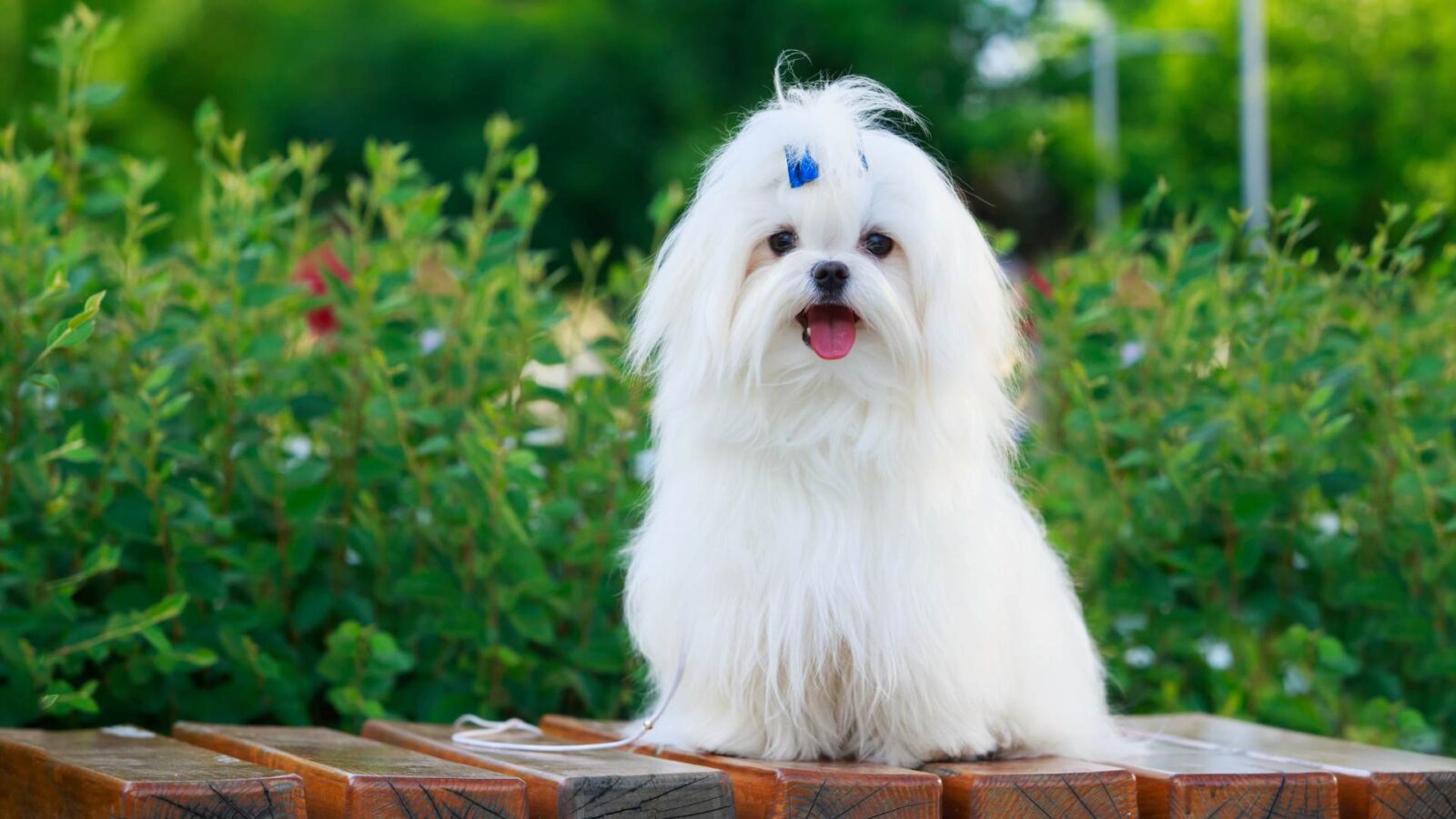 Beautiful white Maltese Dog HD Wallpaper