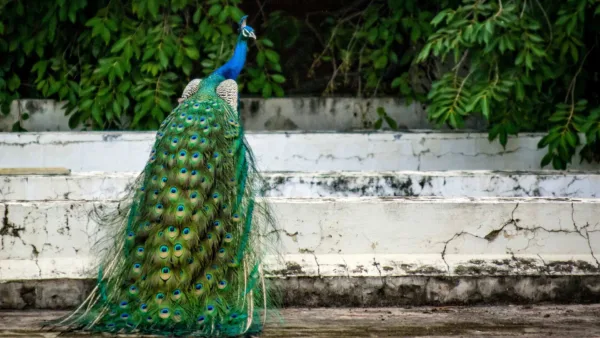 peacock blue wallpaper