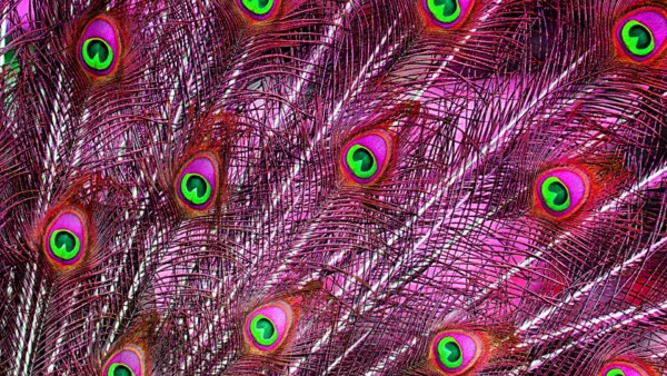 peacock feather colour wallpaper