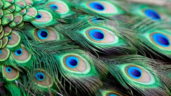 peacock feather image