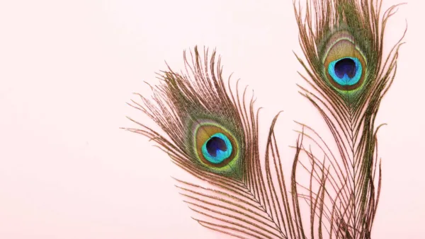 peacock feather wallpaper