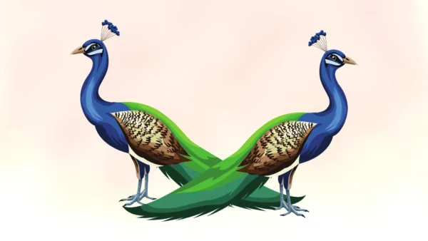 peacock light bg wallpaper