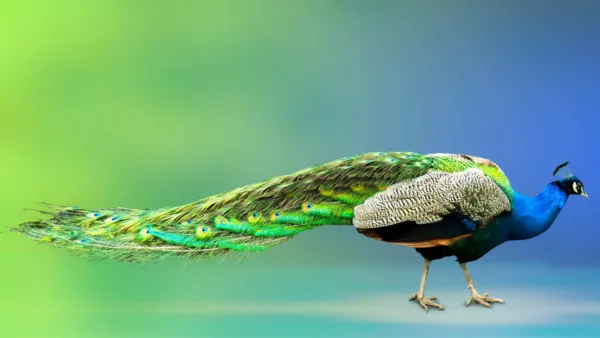 peacock wallpaper hd