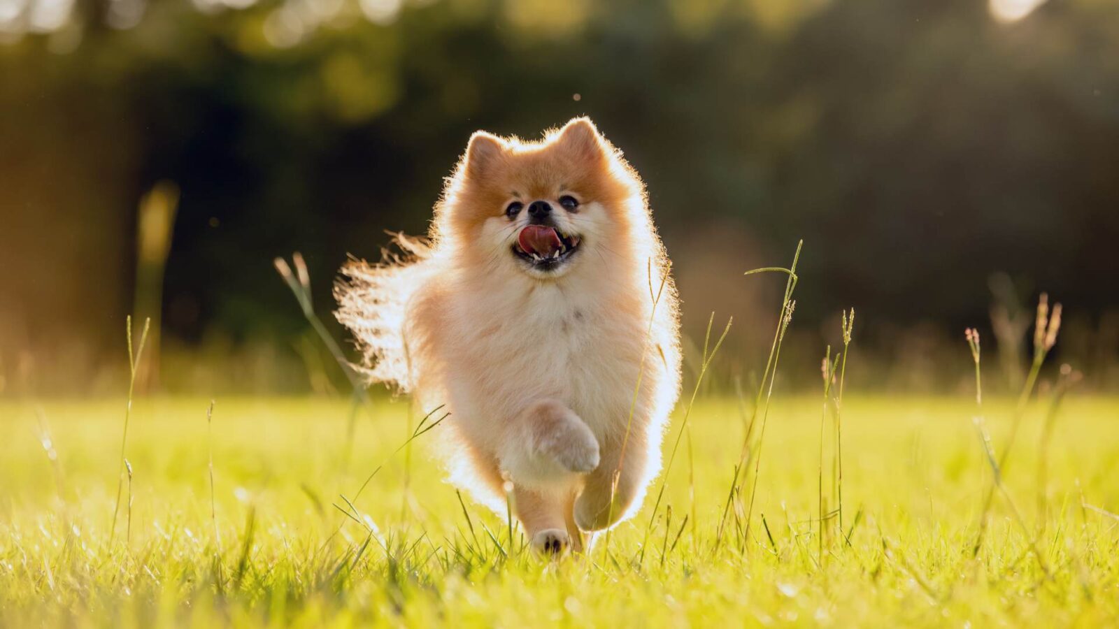 Happy Pomeranian Dog HD Wallpaper