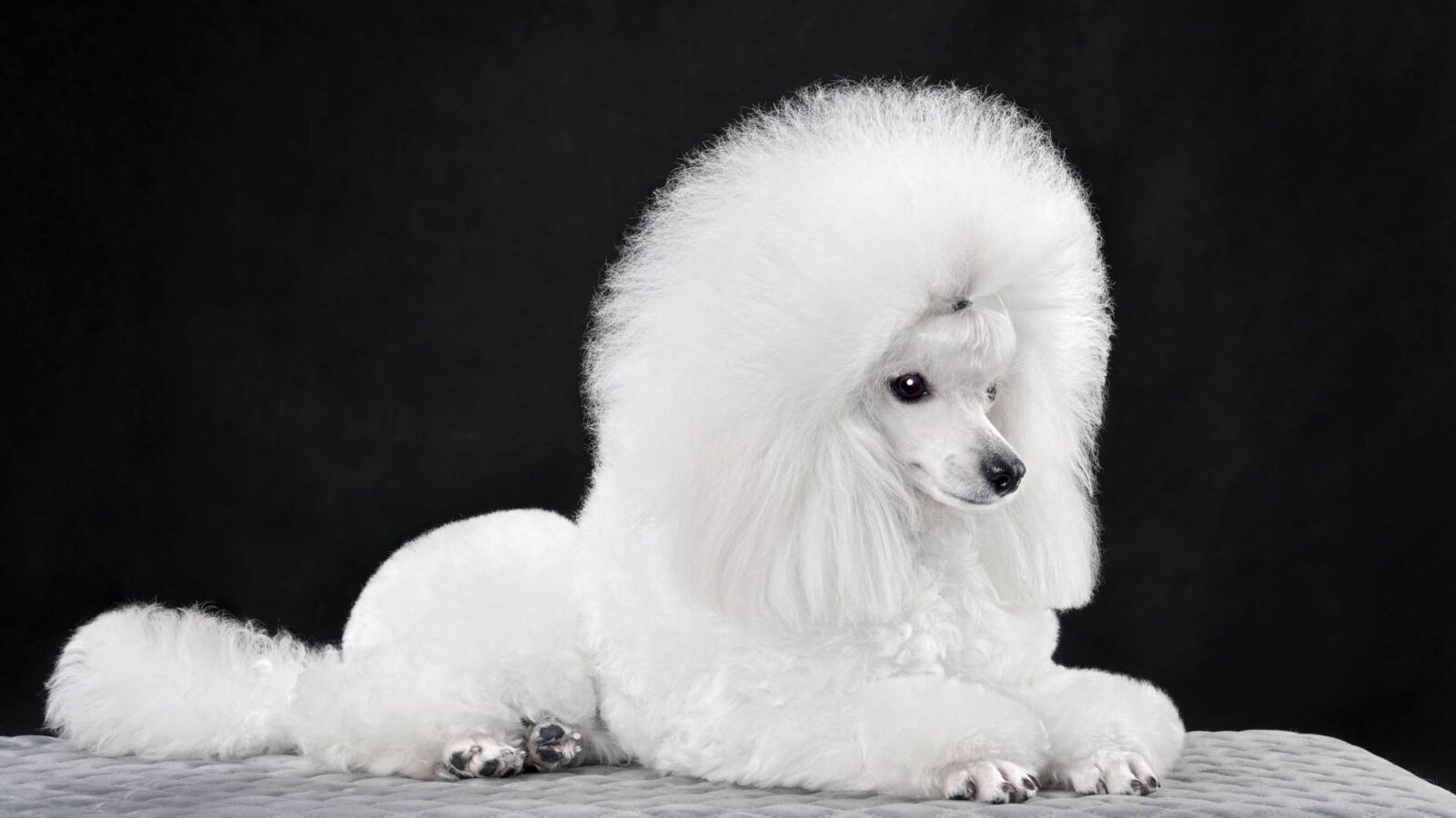 White Poodle Dog HD Picture