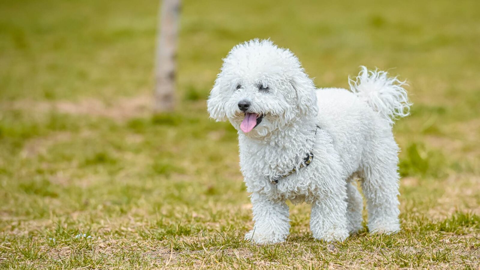 Poodle Dog HD Wallpaper