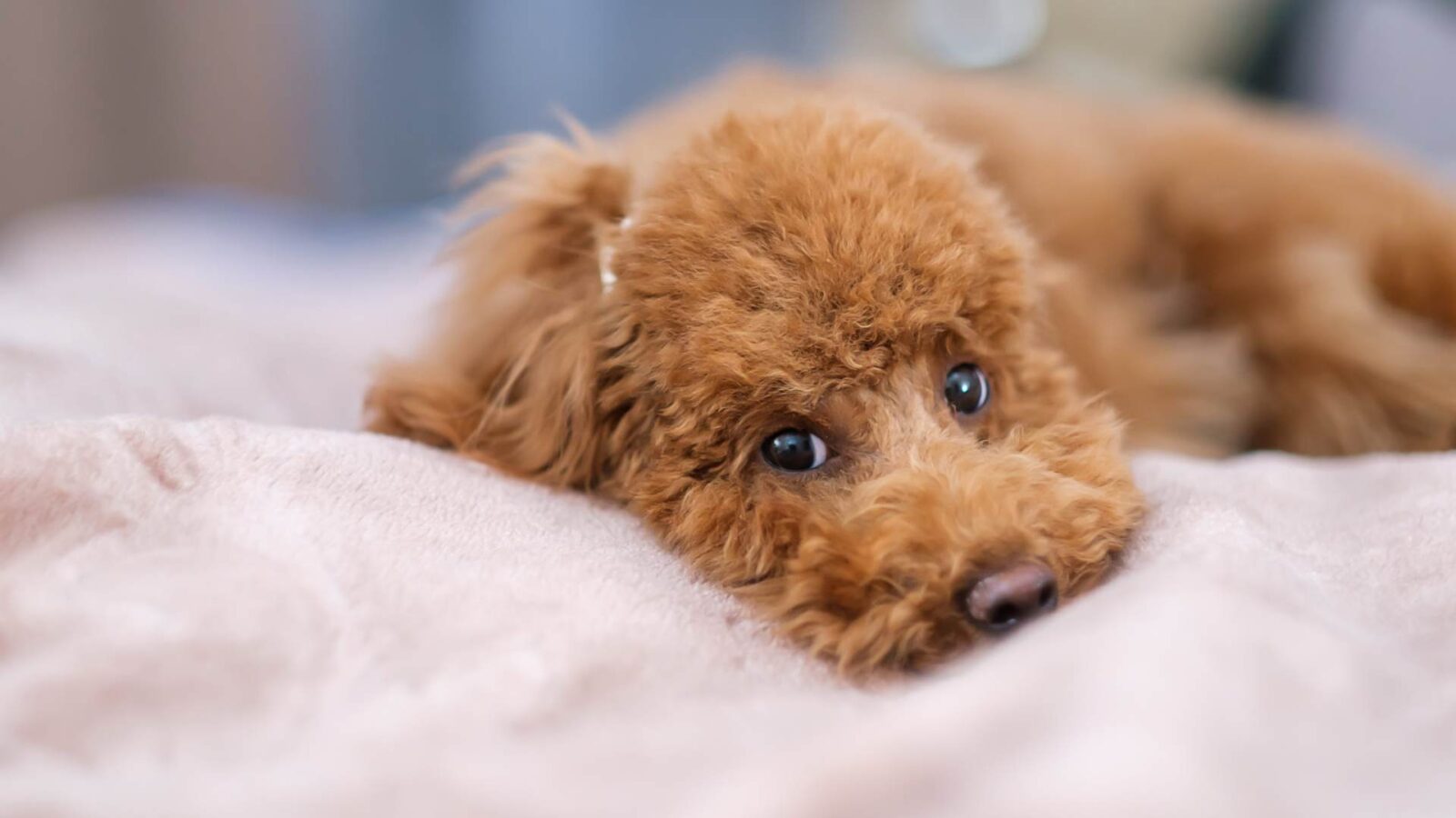 Poodle Dog HD Wallpapers.